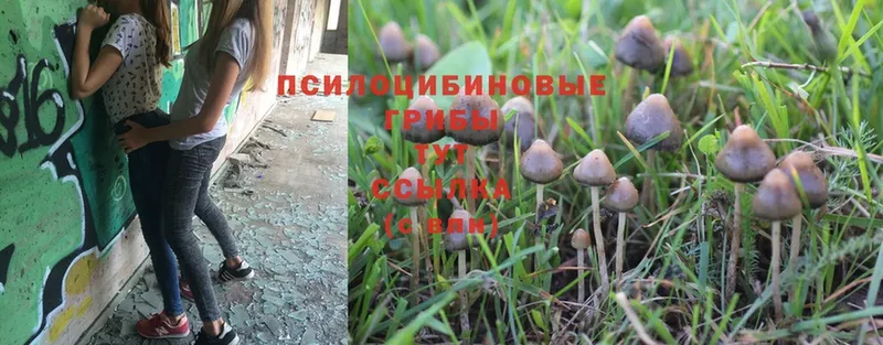 hydra   сайты даркнета официальный сайт  Псилоцибиновые грибы Psilocybe  Полярные Зори 